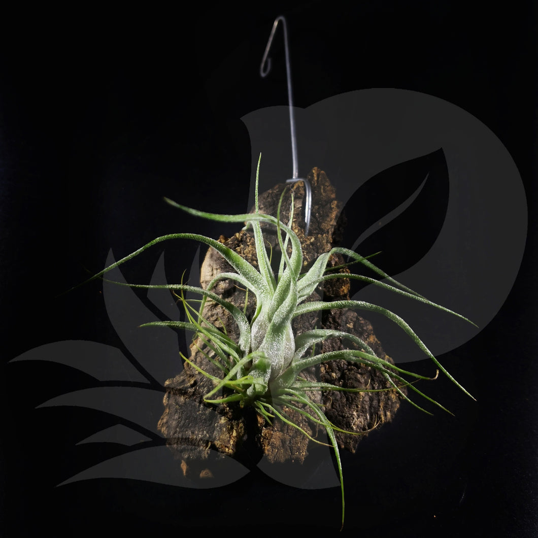 Tillandsia streptophylla seedling (cork bark), beautiful airplant for sale