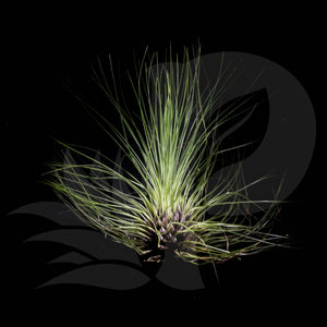 Tillandsia filifolia, beautiful airplant for sale