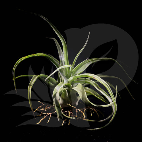 Tillandsia streptophylla (small), beautiful airplant for sale