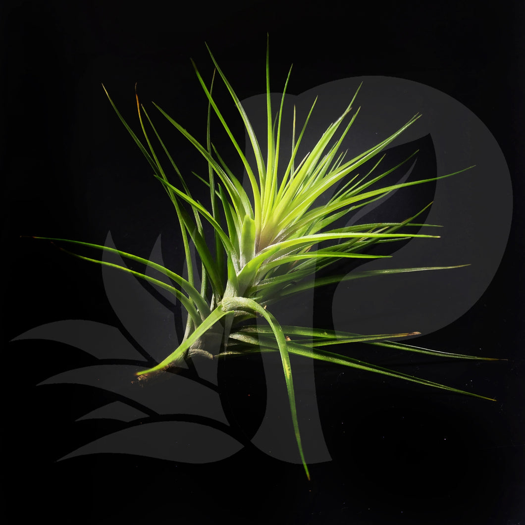 Tillandsia montana, beautiful airplant for sale