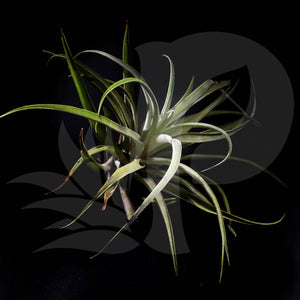 Tillandsia capitata 'peach' (Small), beautiful airplant for sale