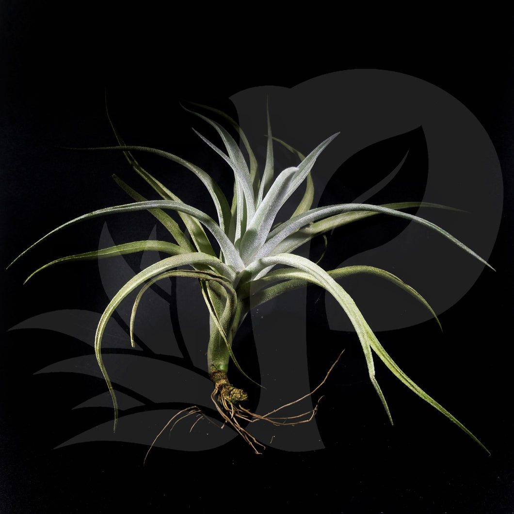 Tillandsia harrisii (small), beautiful airplant for sale
