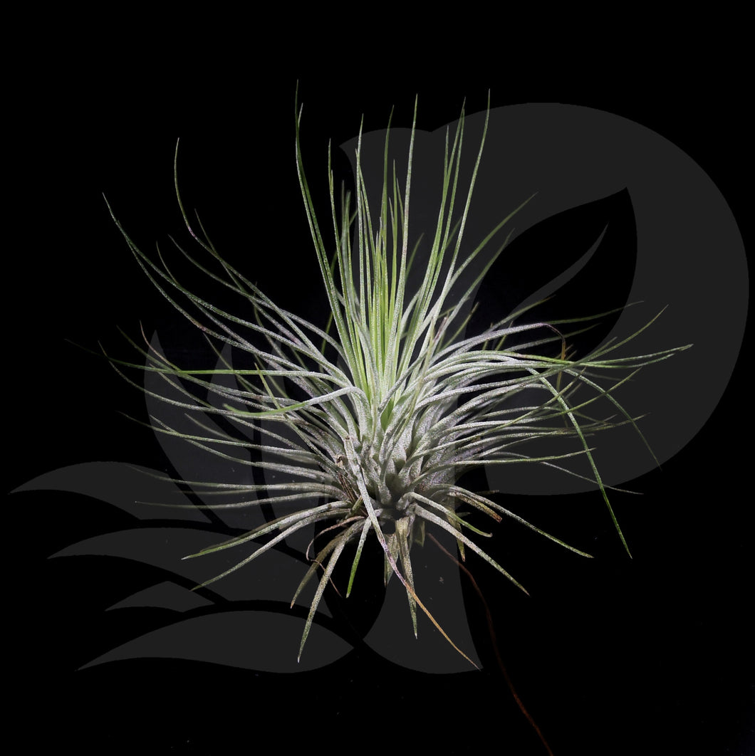 Tillandsia andreana (Small) beautiful airplant for sale