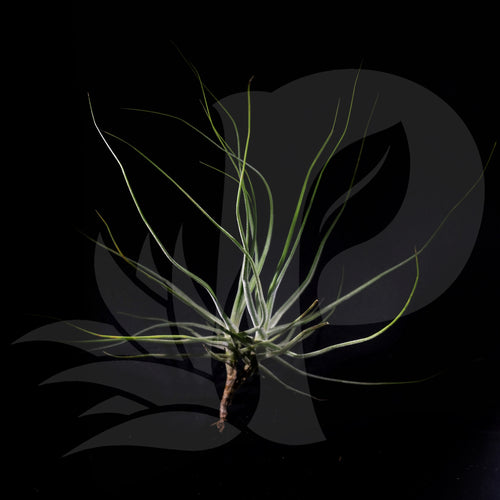 Tillandsia schiedeana clump (small), beautiful airplant for sale