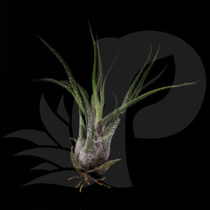 Tillandsia pruinosa, beautiful airplant for sale