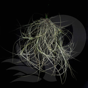 Tillandsia 'Kimberly' (usneoides x recurvata) long leaves airplant for sale