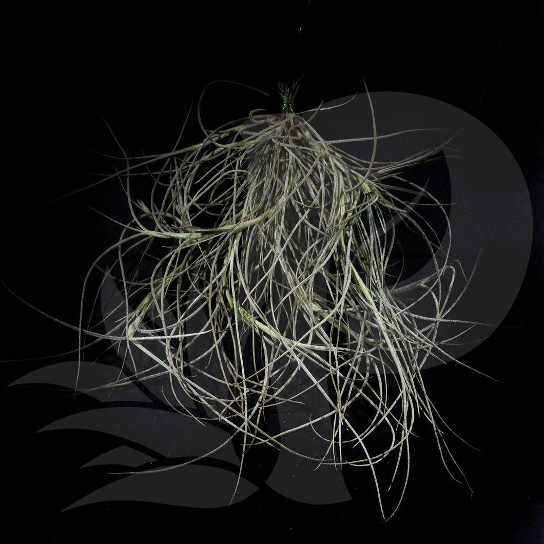 Tillandsia 'Kimberly' (usneoides x recurvata) long leaves airplant for sale