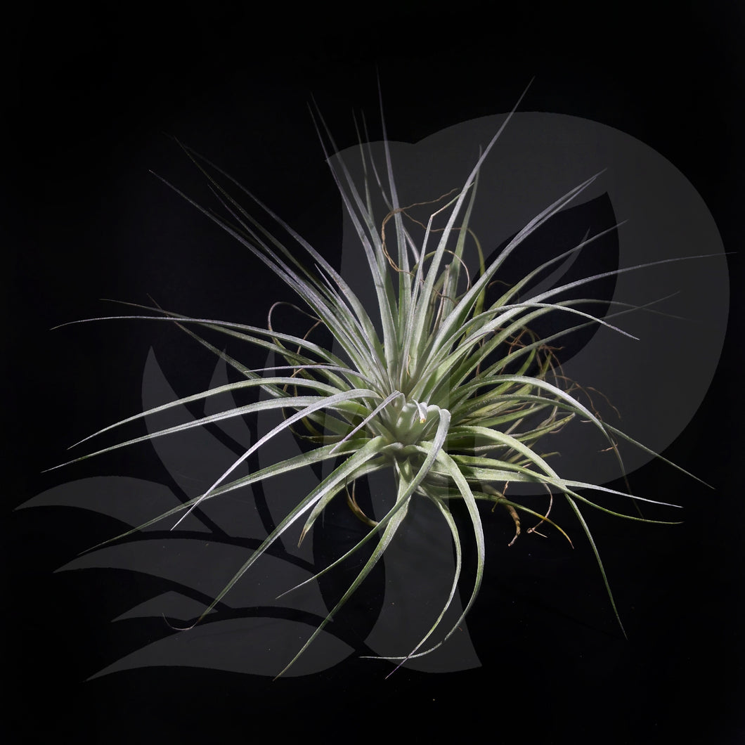 tillandsia. 'Cotton Candy' (stricta x recurvifolia) (big) beautiful airplant for sale