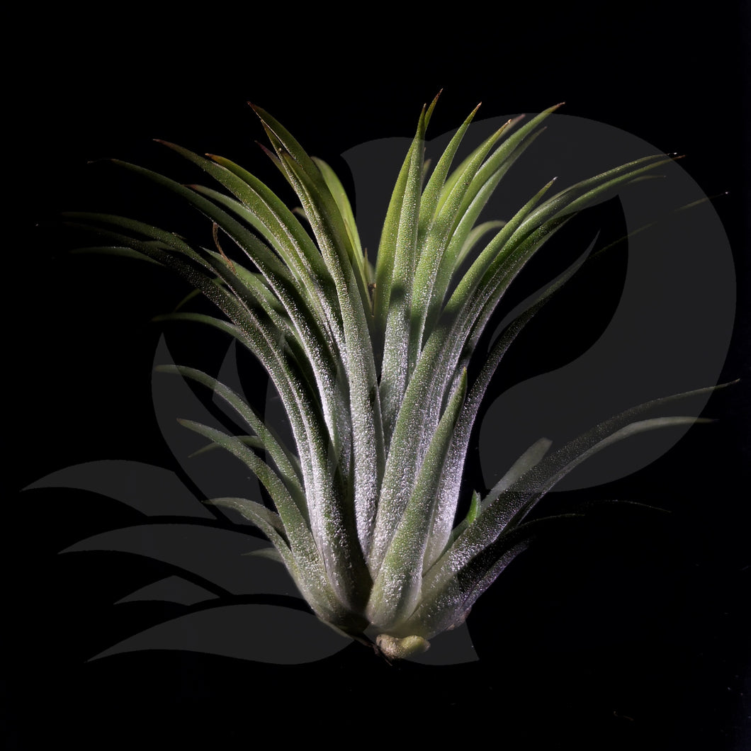 Tillandsia ionantha Rubra (big), beautiful airplant for sale