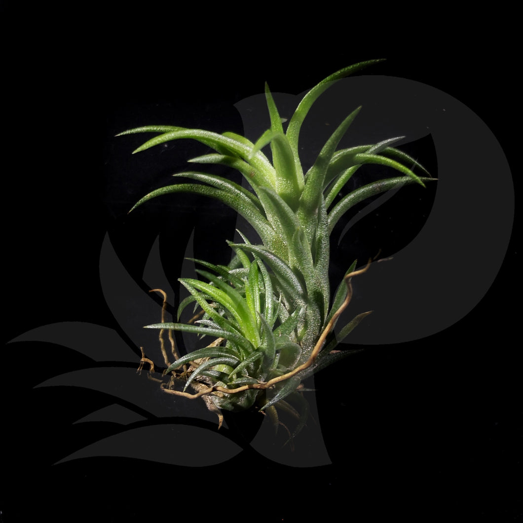 Tillandsia neglecta clump, beautiful airplant for sale