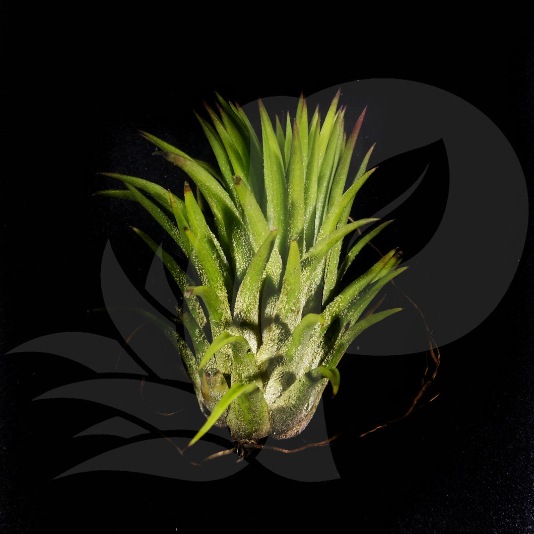 T. ionantha Thick Leaves (big)