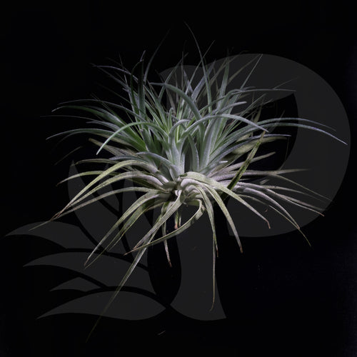 Tillandsia 'Cotton Candy' clump (stricta x recurvifolia) (small)  beautiful airplant for sale