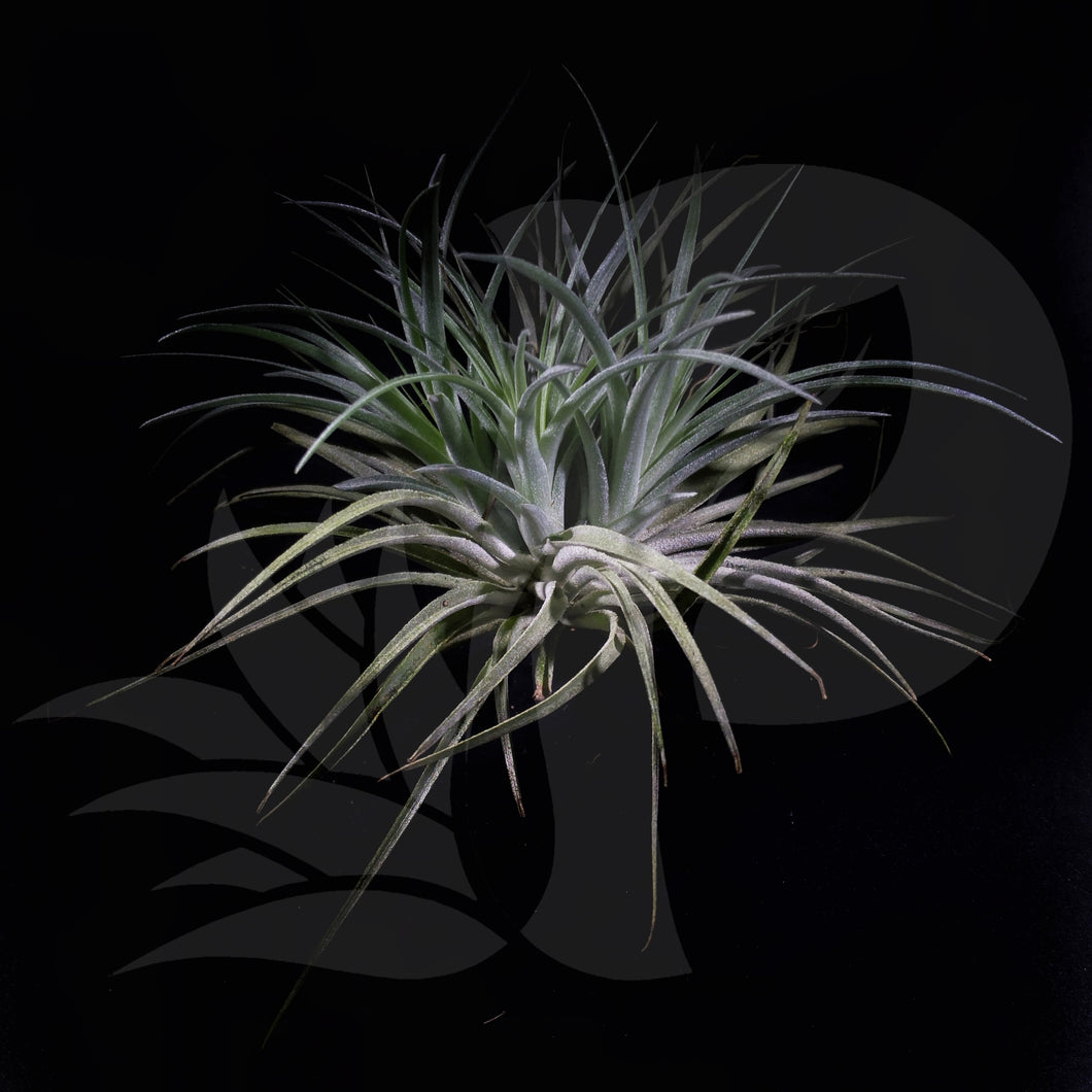 Tillandsia 'Cotton Candy' clump (stricta x recurvifolia) (small)  beautiful airplant for sale