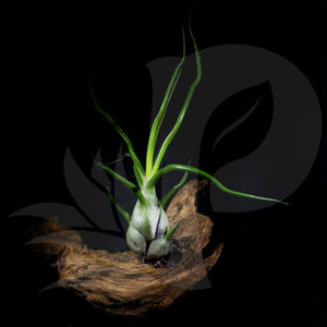 Tillandsia bulbosa (On Driftwood) beautiful airplant for sale