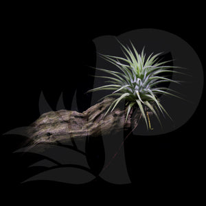 Tillandsia ionantha (on driftwood), beautiful airplant with accessory for sale
