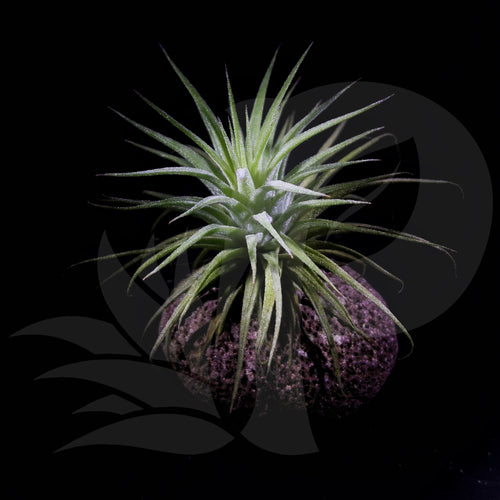 Tillandsia ionantha (on pebble), beautiful airplant with accessory for sale
