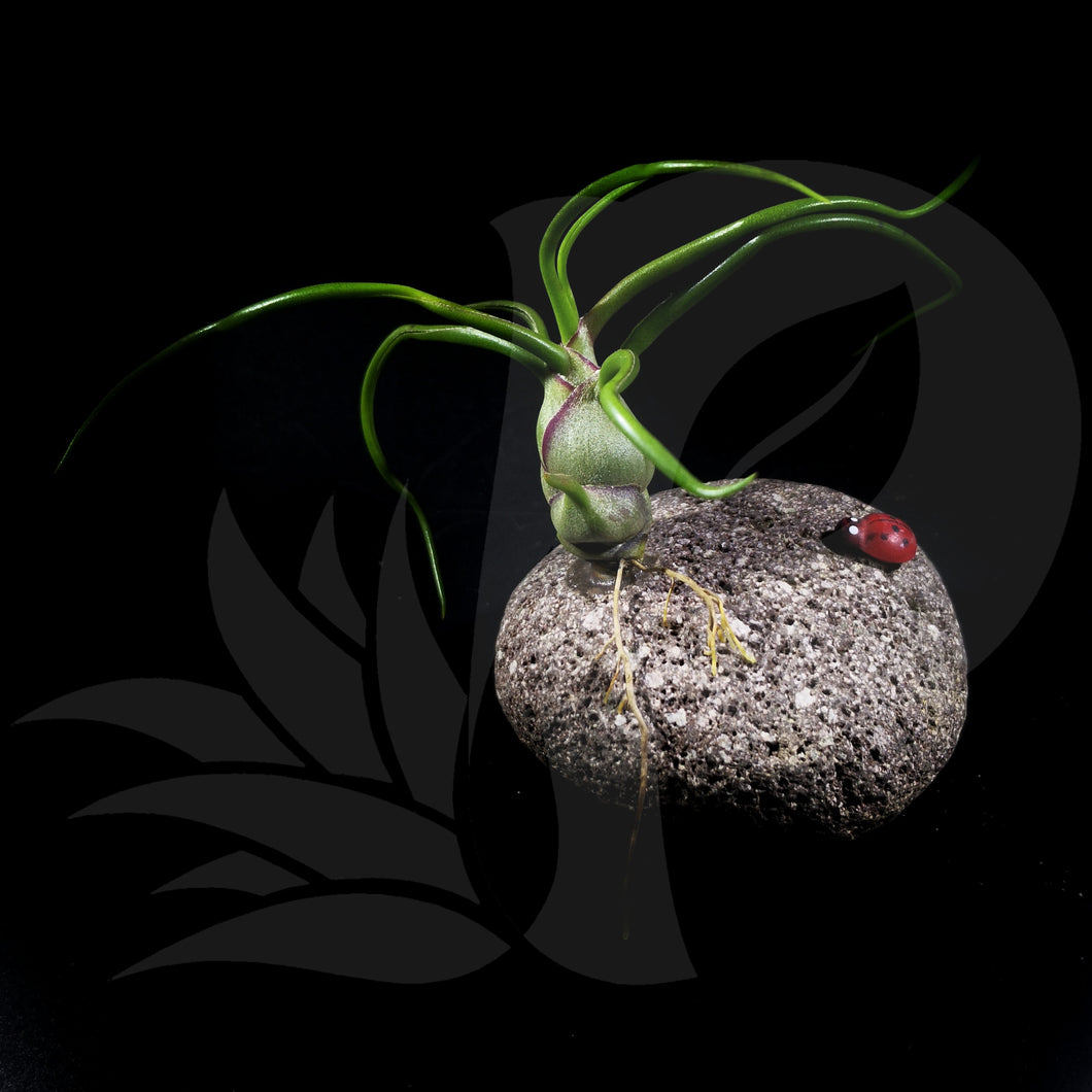 Tillandsia bulbosa (On Rock) beautiful airplant for sale