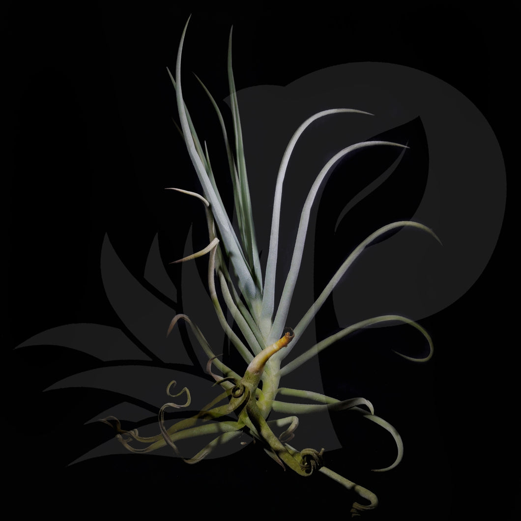 T. duratii (Medium), beautiful airplant for sale