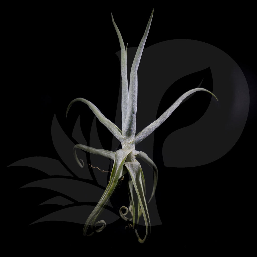 T. duratii (Small), beautiful airplant for sale