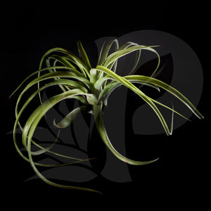 T. eric knobloch, beautiful airplant for sale