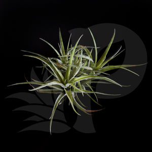 T. xerographica x brachycalous, beautiful airplant for sale