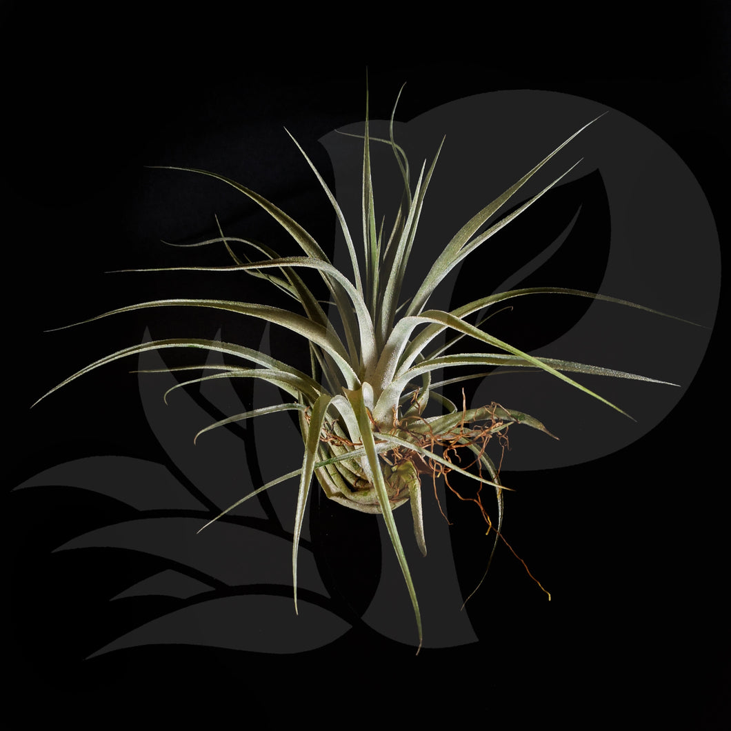 Tillandsia recurvifolia x gardneri, beautiful airplant for sale