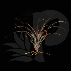 T. capitata domingensis, beautiful airplant for sale