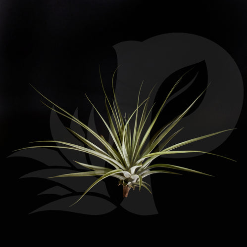 T. espinosae Large form, beautiful airplant for sale