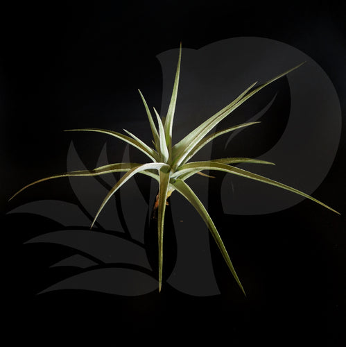 Tillandsia Ixiodes, beautiful airplant for sale