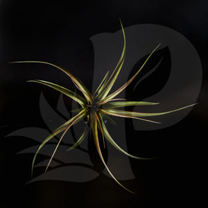 T. Jackie Loinaz (concolor x capitata Rubia), beautiful airplant for sale