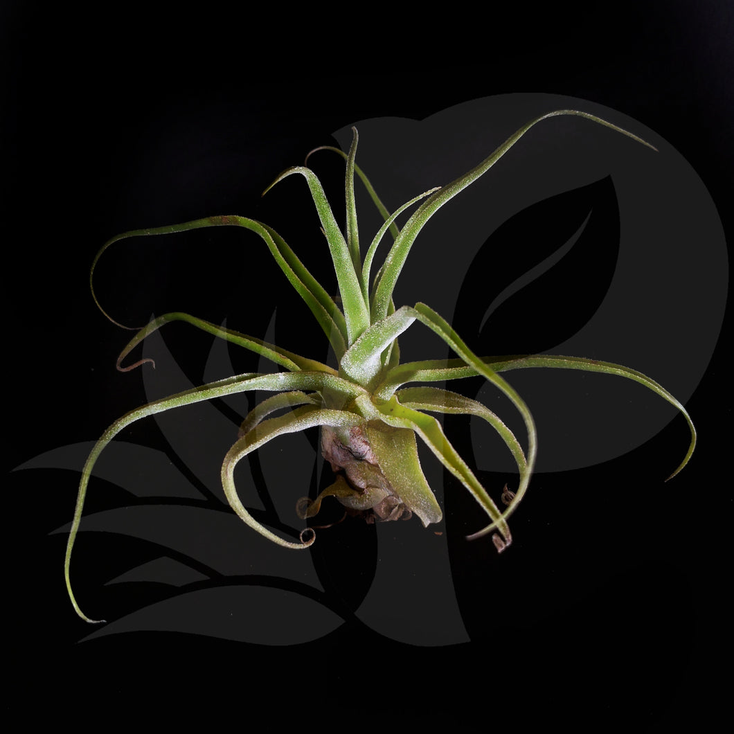 T. diguetii, beautiful airplant for sale