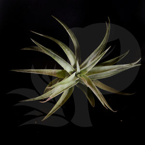 Tillandsia hondurensis, beautiful airplant for sale