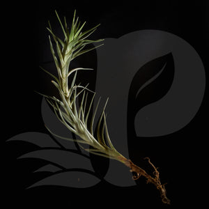 T. cocoensis, beautiful airplant for sale