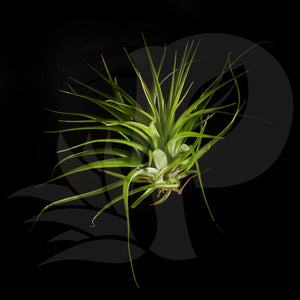 Tillandsia brachycaulos minata beautiful airplant for sale