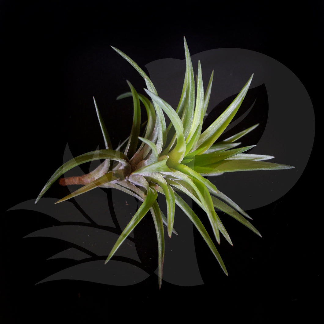 Tillandsia neglecta Giant form, beautiful airplant for sale