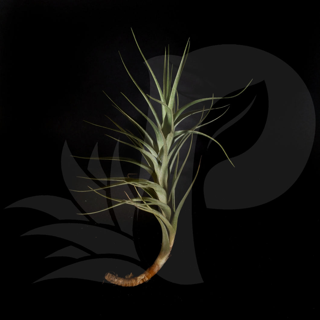 Tillandsia Bergeri Hybrid beautiful airplant for sale