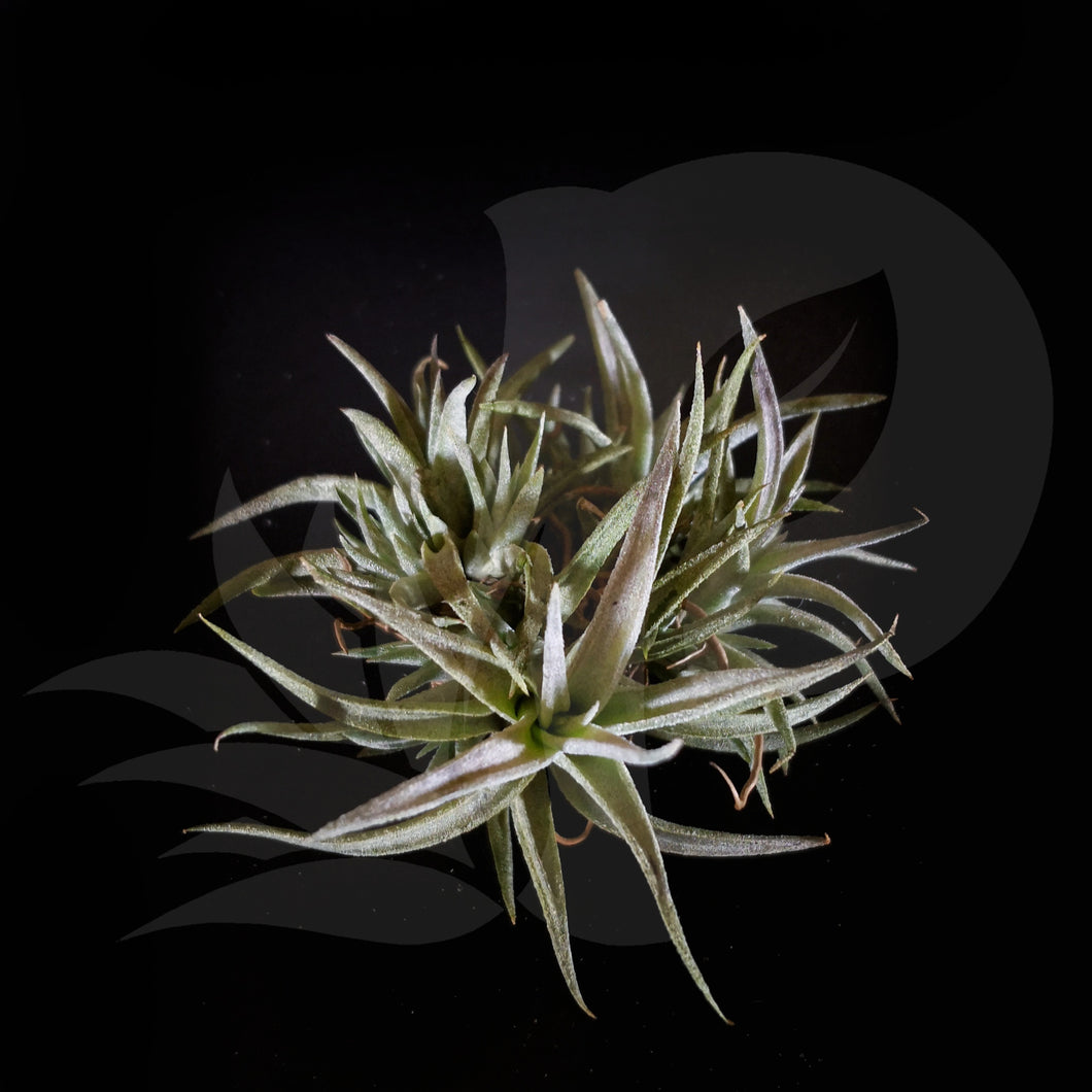 T. chiapensis clump, beautiful airplant for sale
