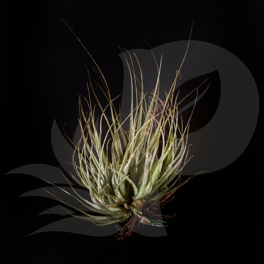 T. ehlersiana clump mini, beautiful airplant for sale