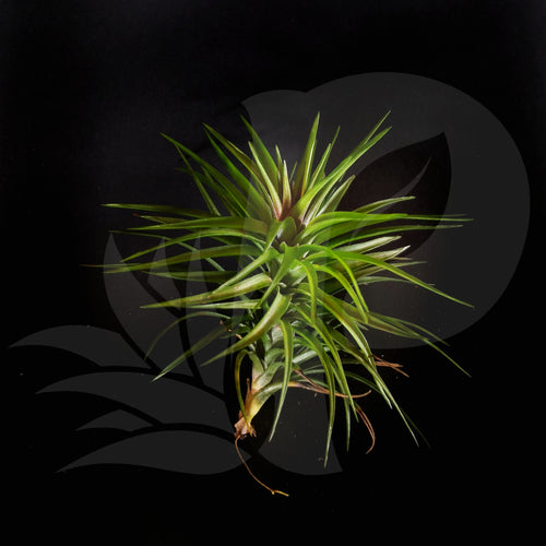 Tillandsia tenuifolia purple Fan, beautiful airplant for sale