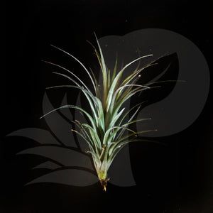 Tillandsia tenuifolia Purple Amenthyst, beautiful airplant for sale