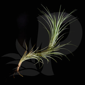 Tillandsia Arauja Closed Form beautiful airplant for sale