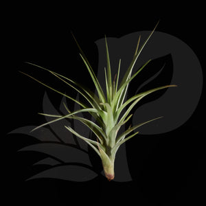 Tillandsia Flamingo Redux (aeranthos x tenuifolia), beautiful airplant for sale