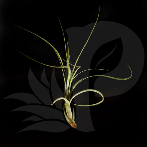 Tillandsia balbisiana beautiful airplant