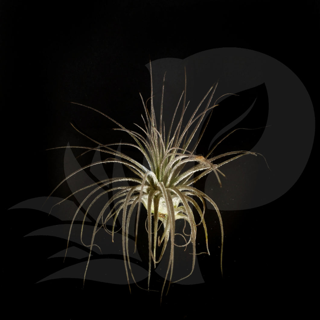Tillandsia magnusiana, beautiful airplant for sale