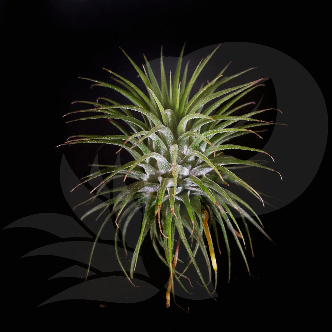 Tillandsia ionantha v. Stricta Airplant For Sale