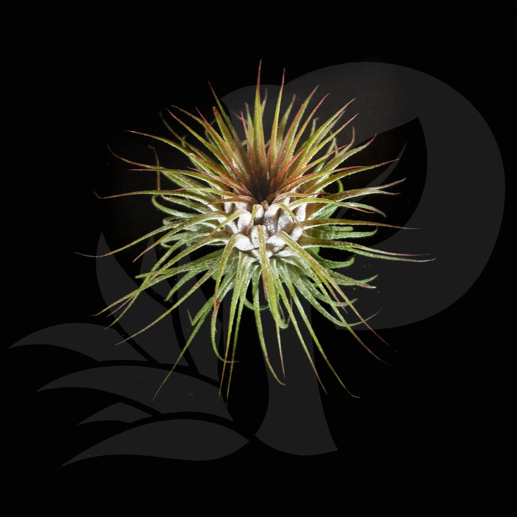 Tillandsia ionantha Rosita, beautiful airplant for sale