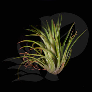 Tillandsia ionantha Varigata, beautiful airplant for sale