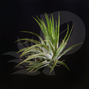 Tillandsia ionantha Fire of Tinco, beautiful airplant for sale