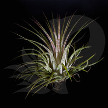 Tillandsia ionantha Zebrina, beautiful airplant for sale