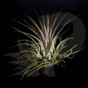 Tillandsia ionantha Zebrina, beautiful airplant for sale